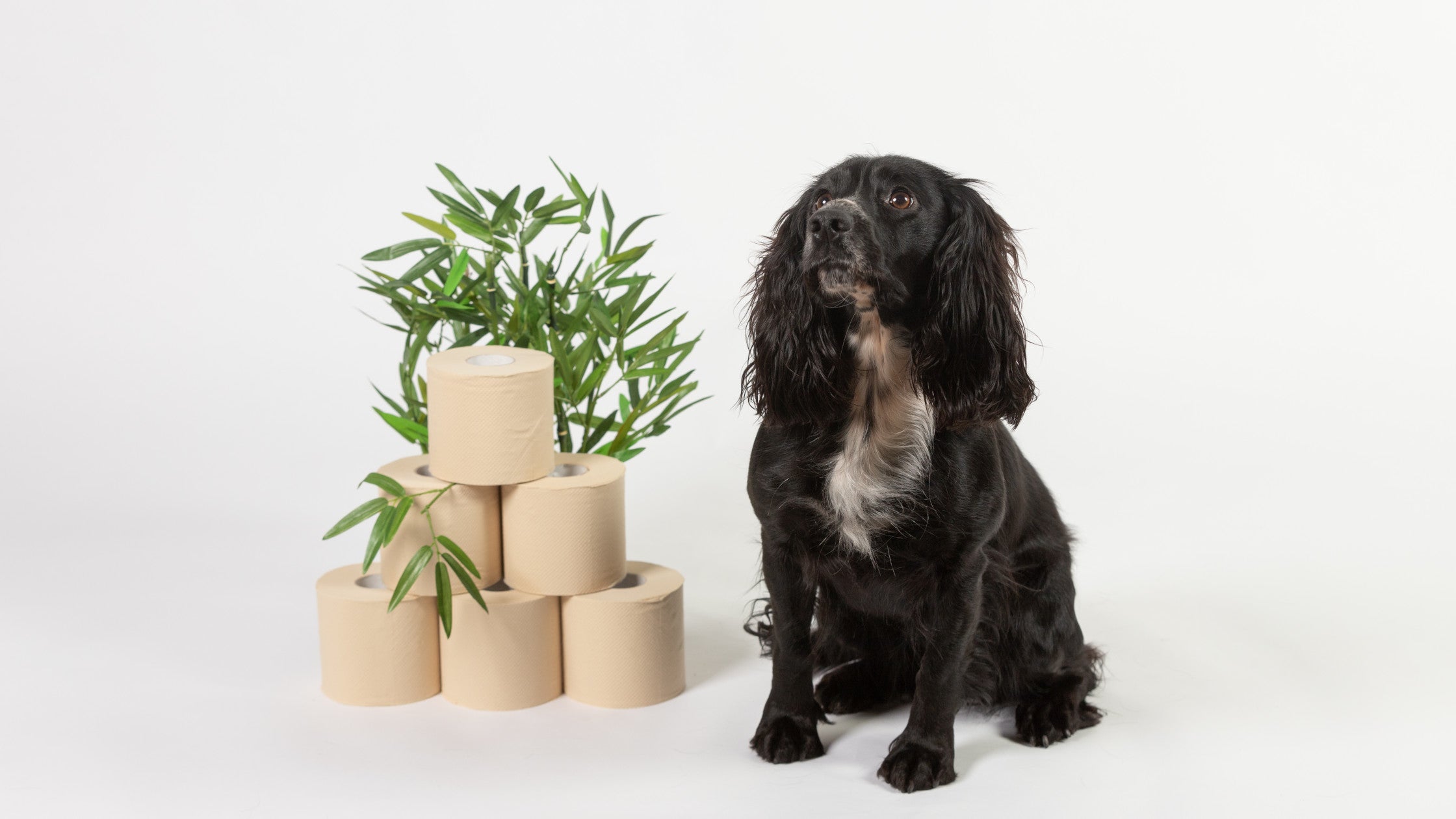 Are Toilet Rolls Safe for Pets? (to Play With!)