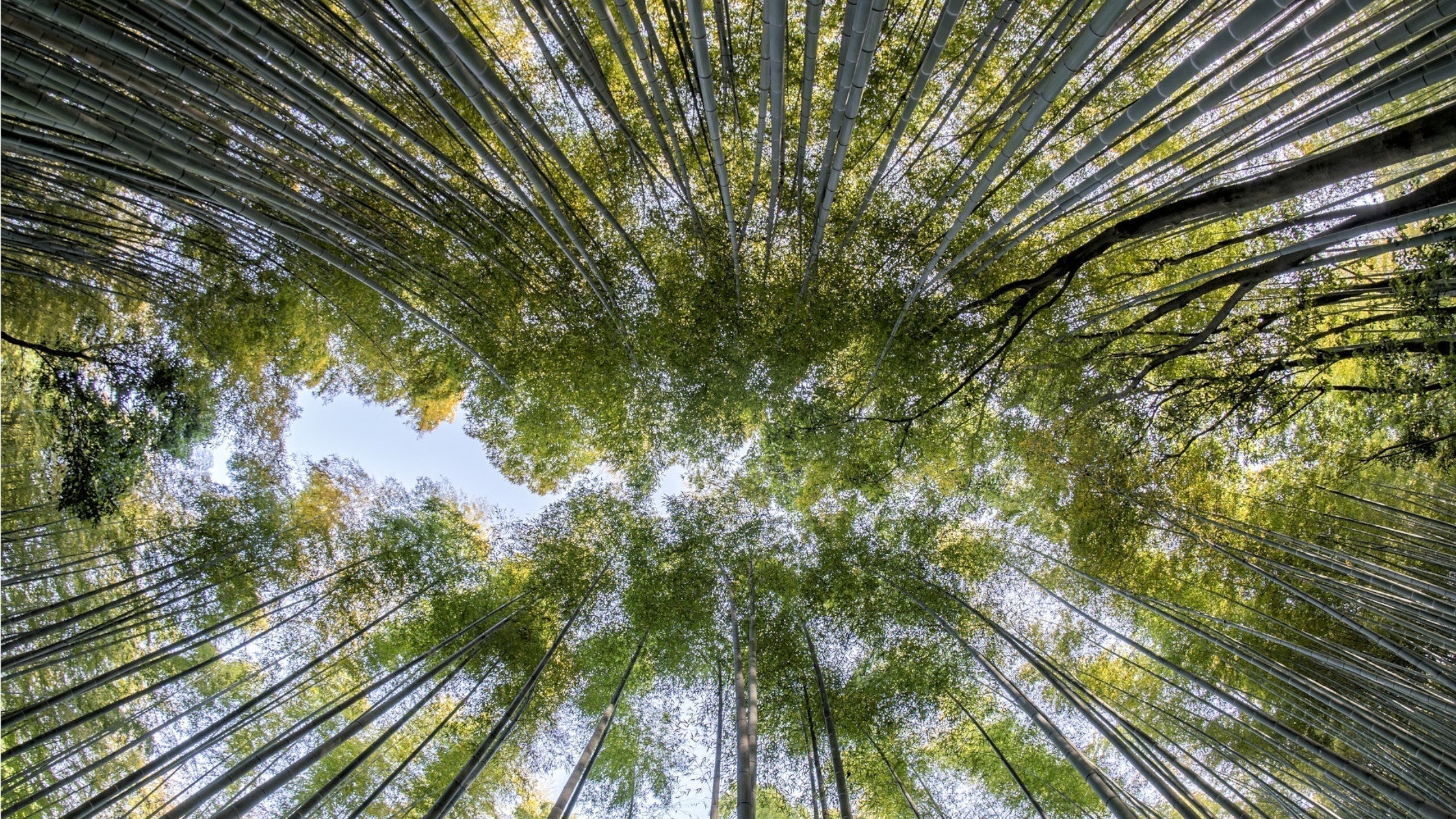 tall bamboo stalks photographed from below