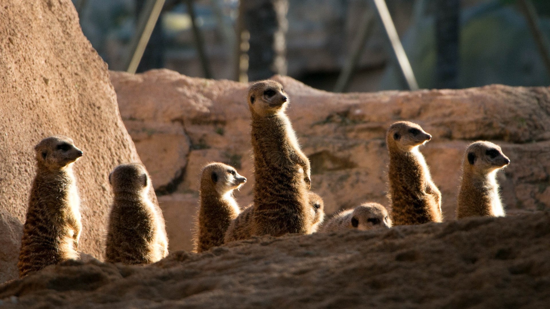 Six wild and weird animal toilets for World Animal Day